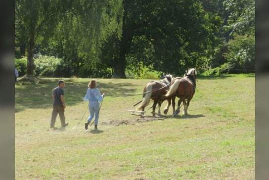 Heavy Horses - Wildflower Meaow Harrowing