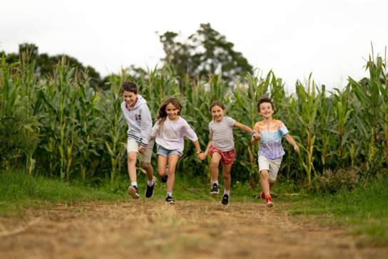 Cowdray's Maize Maze