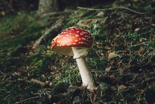 Fungi Walk