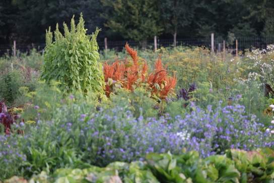 Rewild Your Vegetable Garden Workshop