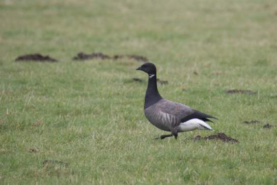 Guided Walk: Church Norton Wintering Waders and Wildfowl