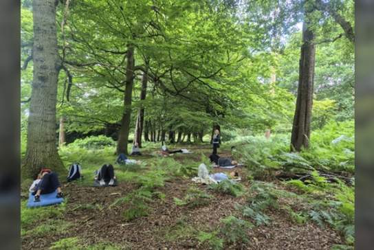 Forest Bathing