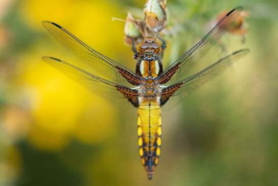 Dragonfly Science Shows & 30