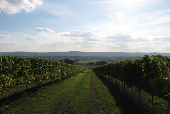 Upperton Vineyard