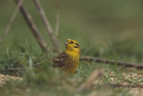 Bird-ringing Demonstration