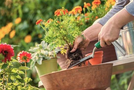 The Complete Summer Garden Workshop