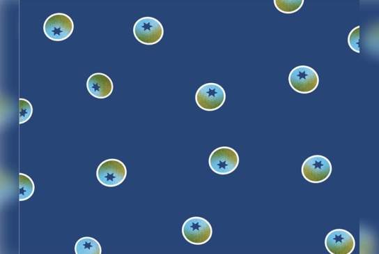 Launch Party: Fruitful - RIPE Blueberries
