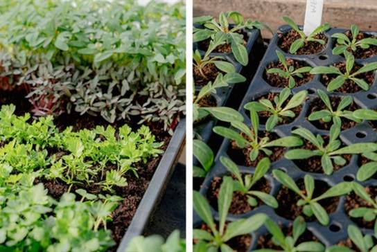 Plant Raising Course