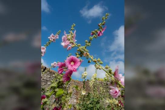 Gardening Year at Charleston: July