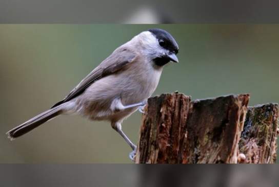 Birdsong walk