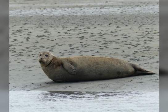 Seal Safari Boat Trip on Solar Heritage