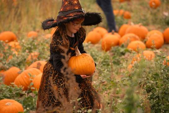 Rogate Pumpkin Patch Ticket Release