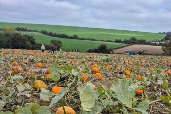 Sompting Pumpkins