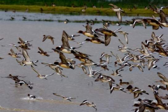Birding Workshop & Walk: Winter on The Wetlands