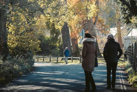 Wellbeing in Nature - Mindful Forest Walks
