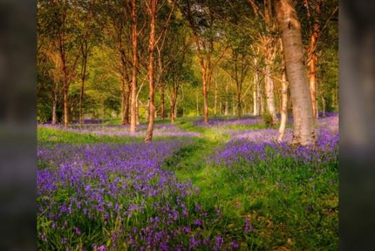Spring Forest Bathing