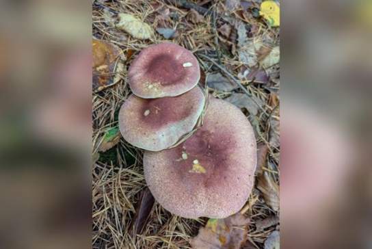 Sussex Wildlife Trust Guided Fungi Walk