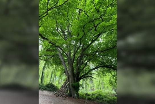 Guided Tree Tours at Nymans
