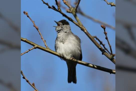 Birdsong Workshop & Walk