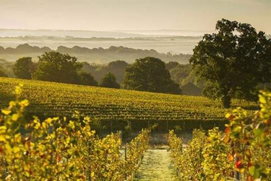 Blackdown Ridge Estate
