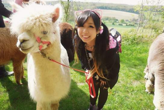 Dunreyth Alpacas