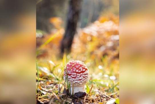 Autumn Fungi Walks