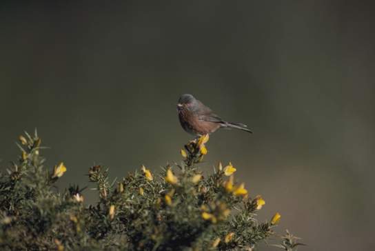 Guided Walk: Spring at the North Wall!