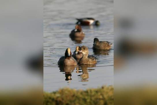 Guided Walk: Medmerry Migration Magic