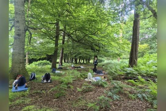 Forest Bathing