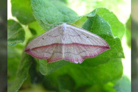 Moths and Coffee!