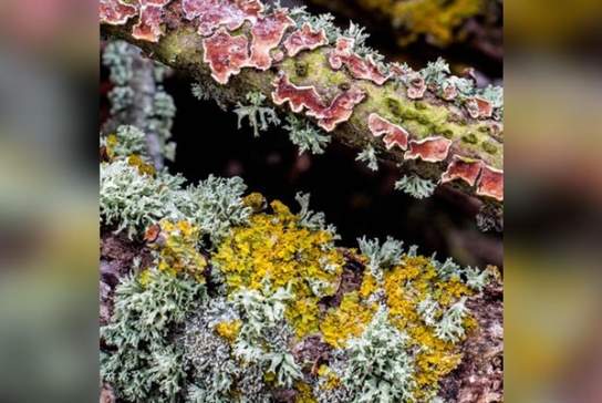Loving the Lichen!