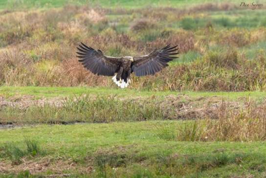 Winter Wildlife Weekend