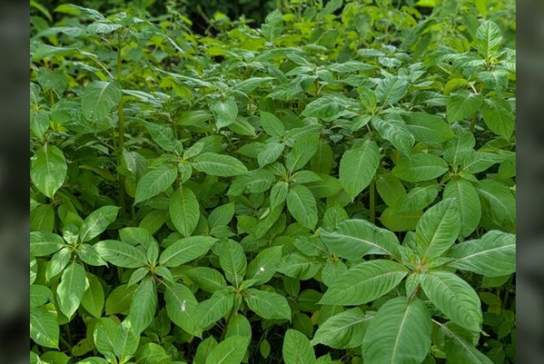 Himalayan Balsam Bashing - Volunteer Days