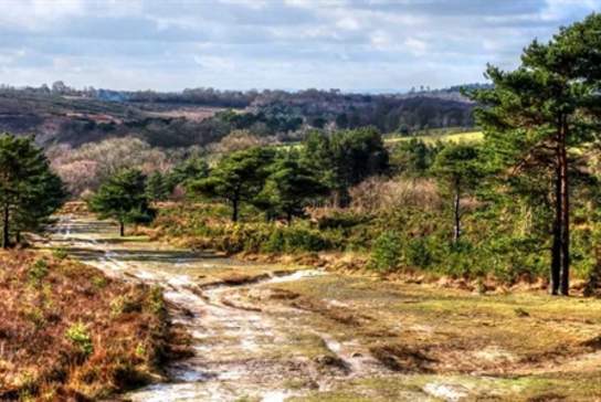 Ashdown Forest