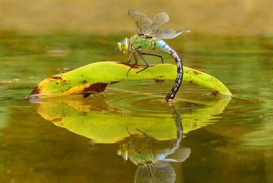 Dragonfly Photography Walk
