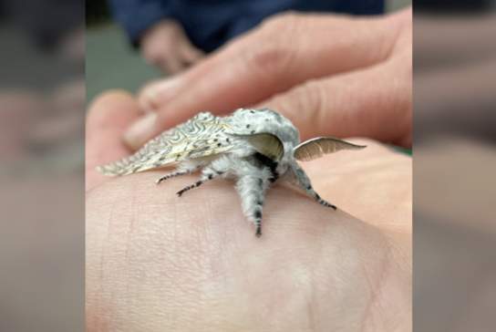 May Moth Morning