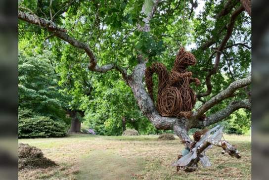Willow Fairy & Dragon Trail
