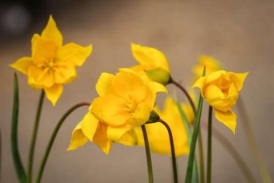 'Spring Bulbs' - Botanical Art Class with Penny Sanderson