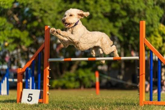 A Grand Doggy Day Out
