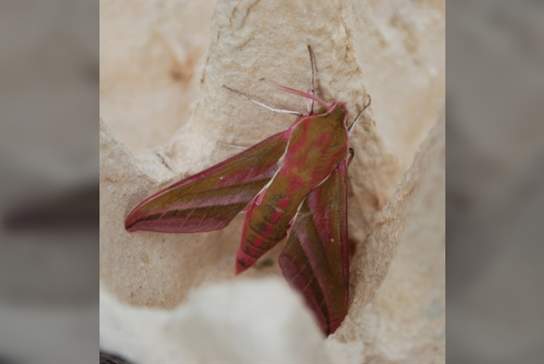 Moths and coffee!