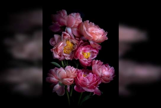 Rosa Botanical Art Fair