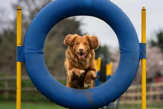 Noddy fest fun dog show and Fete