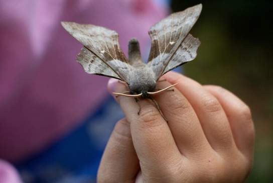 June Moth Morning