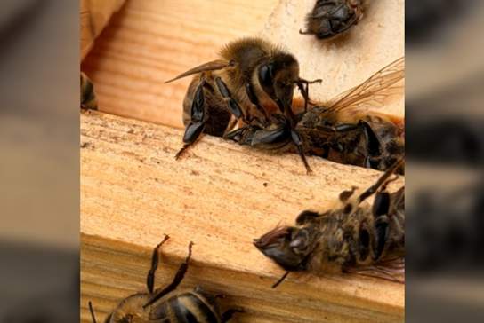 Behind the Hives: Bee Tour & Talk