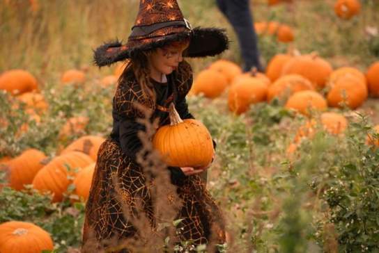 Rogate Pumpkin Patch Ticket Release