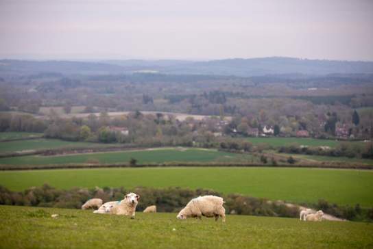 Cowdray Estate