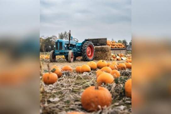 Somerley Fields Pyo Pumpkins