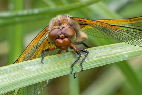 Dragonfly Foot Safari