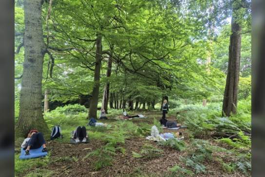 Forest Bathing