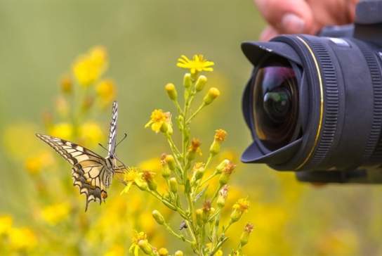 Summer Blooms Photography Workshop with Molly Hollman